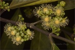 Suregada multiflora
